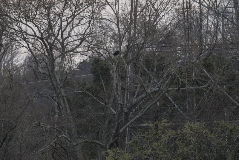 Guntersville Eagles 32114   849.jpg :: Guntersville dam eagles, Friday, March 21, 2014, in Guntersville, Ala. ( Photo/Hal Yeager)