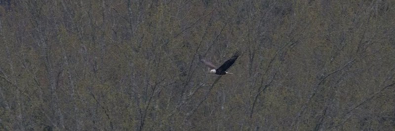 Guntersville Eagles 32114   858.jpg :: Guntersville dam eagles, Friday, March 21, 2014, in Guntersville, Ala. ( Photo/Hal Yeager)