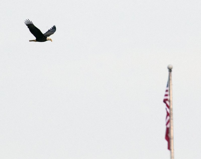 Guntersville Eagles 32114   863.jpg :: Guntersville dam eagles, Friday, March 21, 2014, in Guntersville, Ala. ( Photo/Hal Yeager)