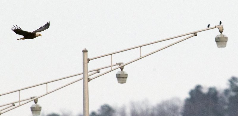 Guntersville Eagles 32114   866.jpg :: Guntersville dam eagles, Friday, March 21, 2014, in Guntersville, Ala. ( Photo/Hal Yeager)