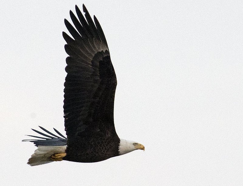 Guntersville Eagles 32114   875.jpg :: Guntersville dam eagles, Friday, March 21, 2014, in Guntersville, Ala. ( Photo/Hal Yeager)
