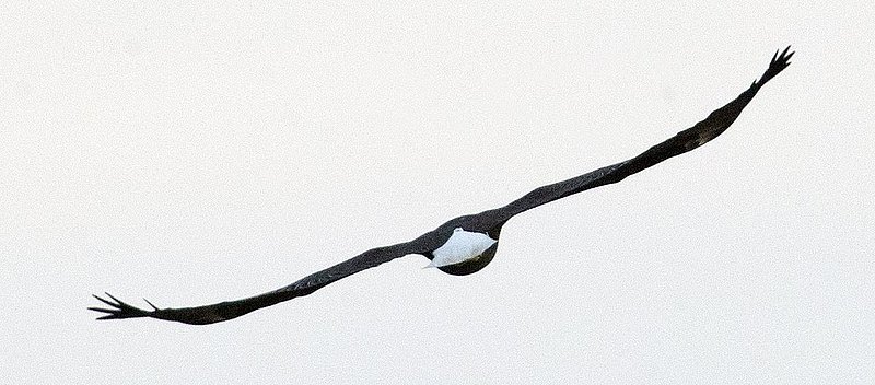 Guntersville Eagles 32114   878.jpg :: Guntersville dam eagles, Friday, March 21, 2014, in Guntersville, Ala. ( Photo/Hal Yeager)