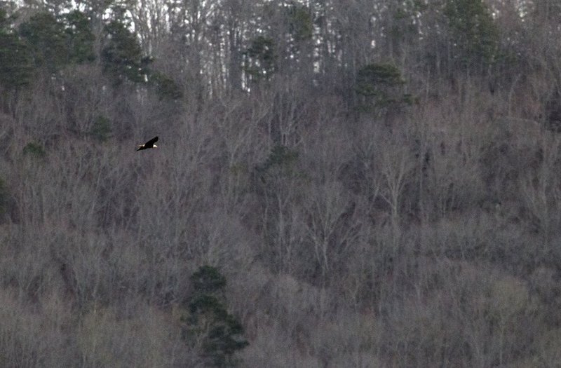 Guntersville Eagles 32114   879.jpg :: Guntersville dam eagles, Friday, March 21, 2014, in Guntersville, Ala. ( Photo/Hal Yeager)