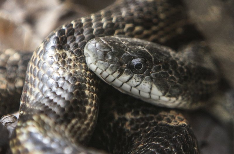 Guntersville Eagles 32114   96.jpg :: Guntersville dam eagles, Friday, March 21, 2014, in Guntersville, Ala. ( Photo/Hal Yeager)