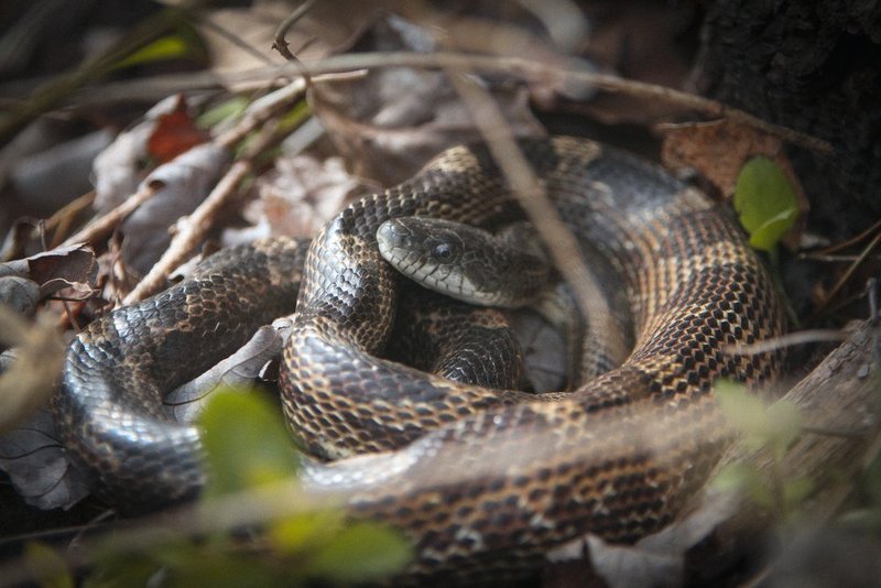 Guntersville Eagles 32114   98.jpg :: Guntersville dam eagles, Friday, March 21, 2014, in Guntersville, Ala. ( Photo/Hal Yeager)