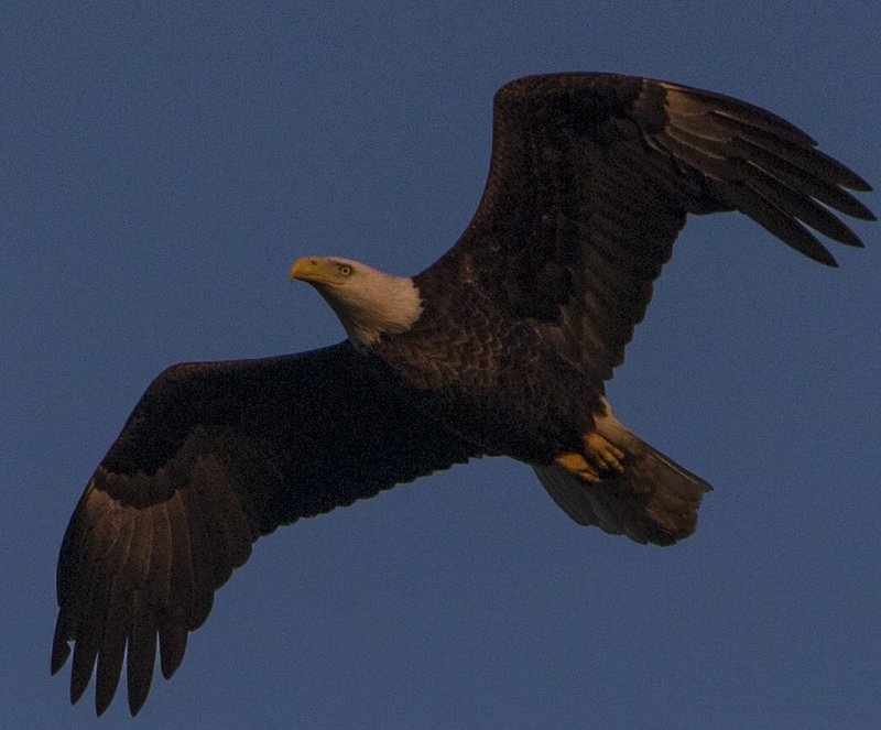 Guntersville Eagles 32314    104.jpg :: Guntersville Eagles 32214, Sunday, March 23, 2014, in Guntersville, Ala. ( Photo/Hal Yeager)