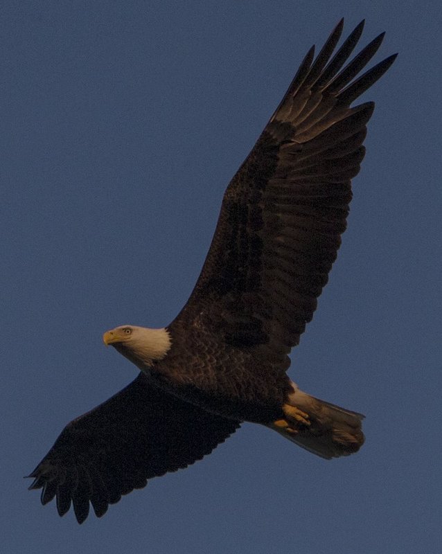 Guntersville Eagles 32314    109.jpg :: Guntersville Eagles 32214, Sunday, March 23, 2014, in Guntersville, Ala. ( Photo/Hal Yeager)