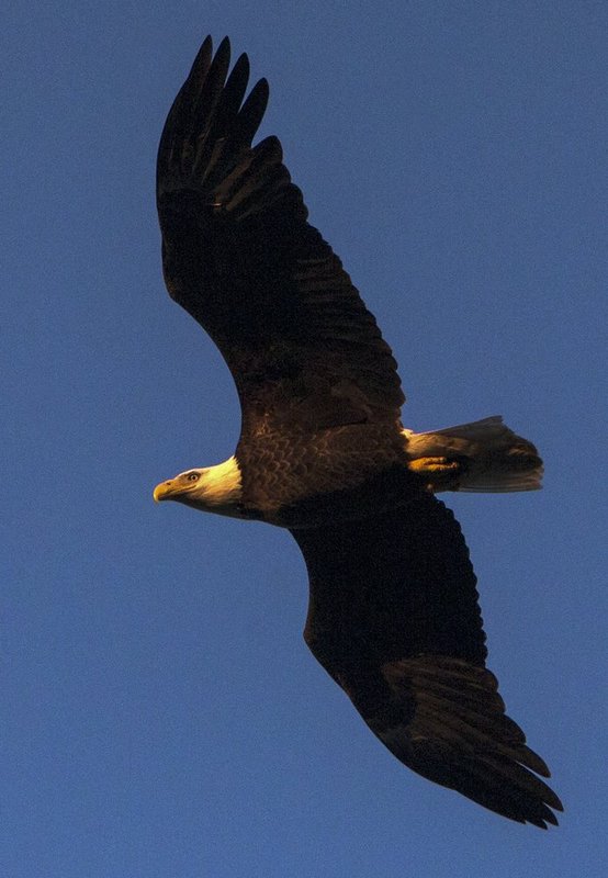 Guntersville Eagles 32314    120.jpg :: Guntersville Eagles 32214, Sunday, March 23, 2014, in Guntersville, Ala. ( Photo/Hal Yeager)