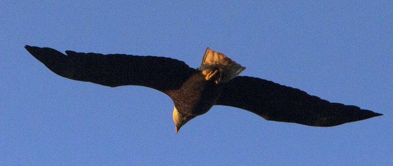 Guntersville Eagles 32314    125.jpg :: Guntersville Eagles 32214, Sunday, March 23, 2014, in Guntersville, Ala. ( Photo/Hal Yeager)