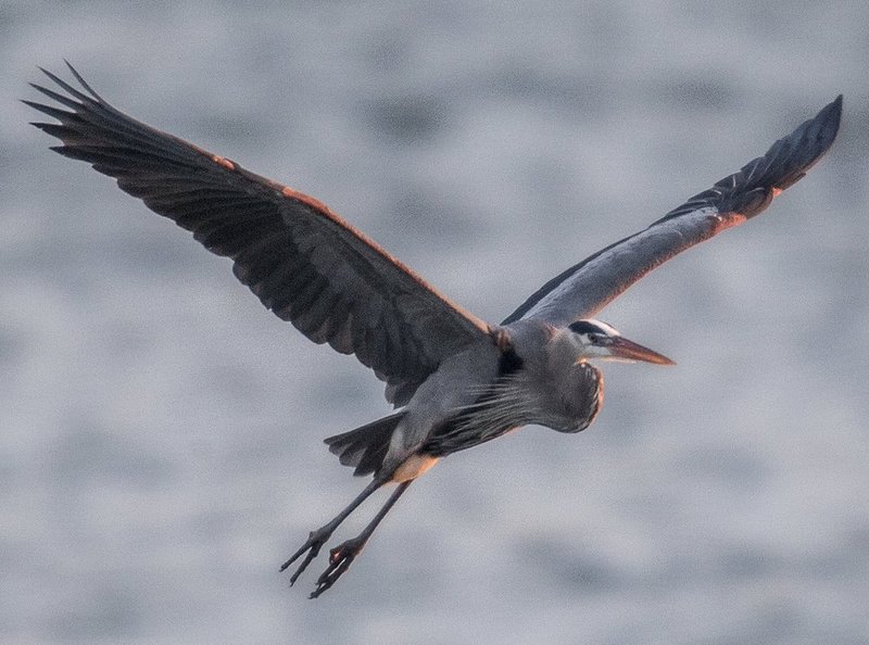 Guntersville Eagles 32314    158.jpg :: Guntersville Eagles 32214, Sunday, March 23, 2014, in Guntersville, Ala. ( Photo/Hal Yeager)