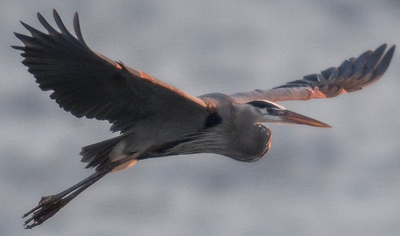 Guntersville Eagles 32314    160.jpg :: Guntersville Eagles 32214, Sunday, March 23, 2014, in Guntersville, Ala. ( Photo/Hal Yeager)