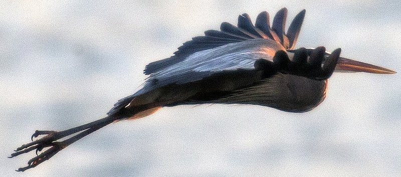 Guntersville Eagles 32314    163.jpg :: Guntersville Eagles 32214, Sunday, March 23, 2014, in Guntersville, Ala. ( Photo/Hal Yeager)