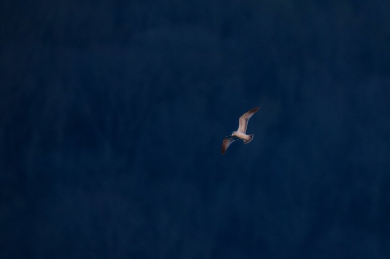 Guntersville Eagles 32314    172.jpg :: Guntersville Eagles 32214, Sunday, March 23, 2014, in Guntersville, Ala. ( Photo/Hal Yeager)