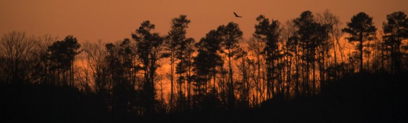 Guntersville Eagles 32314    215.jpg :: Guntersville Eagles 32214, Sunday, March 23, 2014, in Guntersville, Ala. ( Photo/Hal Yeager)