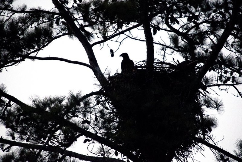 Guntersville Eagles 32314    223.jpg :: Guntersville Eagles 32214, Sunday, March 23, 2014, in Guntersville, Ala. ( Photo/Hal Yeager)