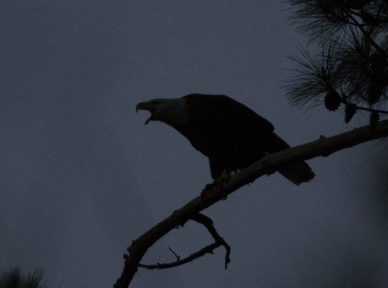 Guntersville Eagles 32314    236.jpg :: Guntersville Eagles 32214, Sunday, March 23, 2014, in Guntersville, Ala. ( Photo/Hal Yeager)
