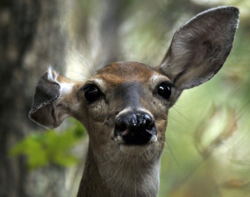 Jerry Pate      162.jpg :: first day of the Jerry Pate National Intercollegiate, a two-day, 12-team college golf tournament at Old Overton Country Club.

(The Birmingham News, Hal Yeager)