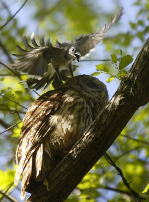 OWL   12.jpg :: A Mockingbird swoops in and strikes a Barred Owl on the head as he sits on a limb perhaps a little bit to close to the nest of the attacker. Mockingbirds are know for attacking other birds, domestic pets and sometimes humans that venture into their territory.
(The Birmingham News, Hal Yeager)