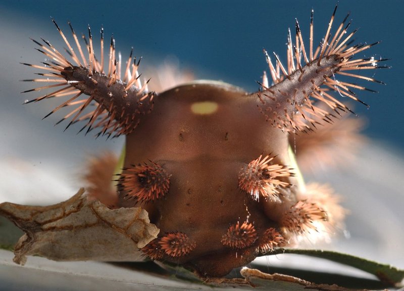 SADDLEBACK 521.jpg :: SADDLEBACK--A Saddleback Caterpillar chews a leaf on a Eucalyptus tree in a local herb garden. They might be   pretty to look at but  the hairs or spins are hollow and connected to underlying poison glands. Contact with them causes a burning sensation and inflammation that can be as painful as a bee sting. The irritation can last for a day or two and may be accompanied by nausea during the first few hours. Usually the site of contact reddens and swells much like a bee sting.  The caterpillar will turn into a moth in late summer.
News staff/Hal Yeager reporter/NA