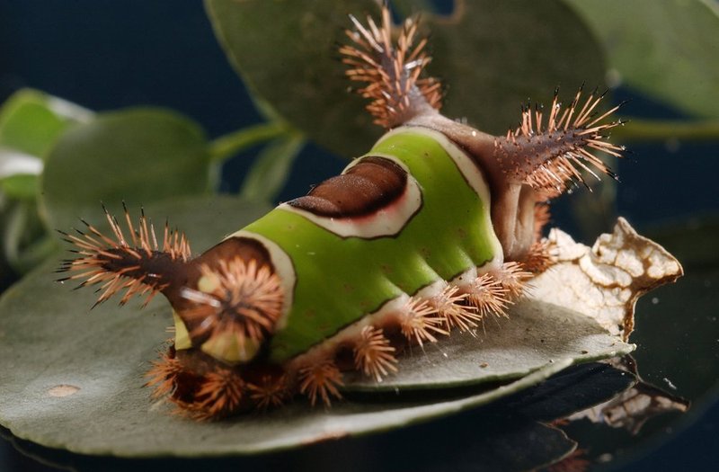 SADDLEBACK 832.jpg :: SADDLEBACK--A Saddleback Caterpillar chews a leaf on a Eucalyptus tree in a local herb garden. They might be   pretty to look at but  the hairs or spins are hollow and connected to underlying poison glands. Contact with them causes a burning sensation and inflammation that can be as painful as a bee sting. The irritation can last for a day or two and may be accompanied by nausea during the first few hours. Usually the site of contact reddens and swells much like a bee sting.  The caterpillar will turn into a moth in late summer.
News staff/Hal Yeager reporter/NA