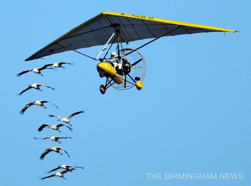WHOOPING CRANES    222.jpg :: About 25 people gathered at the Parrish Church of the Nazarene to watch as lead pilot Joe Duff in his ultralight aircraft made a fly over with 10 juvenile Whooping Cranes following as part of Operation Migration on their journey from Wisconsin to their wintering habitats at Chassahowitzka and St. Marks National Wildlife Refuges along Florida's Gulf Coast. This is the 10th group of birds to take part in a landmark project led by the Whooping Crane Eastern Partnership, an international coalition of public and private groups that is reintroducing this highly imperiled species in eastern North America.  There are now about 106 whooping cranes in the wild in eastern North America thanks to their efforts.(The Birmingham News, Hal Yeager)