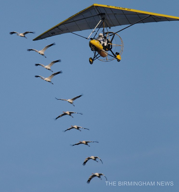 WHOOPING CRANES    227.jpg :: About 25 people gathered at the Parrish Church of the Nazarene to watch as lead pilot Joe Duff in his ultralight aircraft made a fly over with 10 juvenile Whooping Cranes following as part of Operation Migration on their journey from Wisconsin to their wintering habitats at Chassahowitzka and St. Marks National Wildlife Refuges along Florida's Gulf Coast. This is the 10th group of birds to take part in a landmark project led by the Whooping Crane Eastern Partnership, an international coalition of public and private groups that is reintroducing this highly imperiled species in eastern North America.  There are now about 106 whooping cranes in the wild in eastern North America thanks to their efforts.(The Birmingham News, Hal Yeager)
