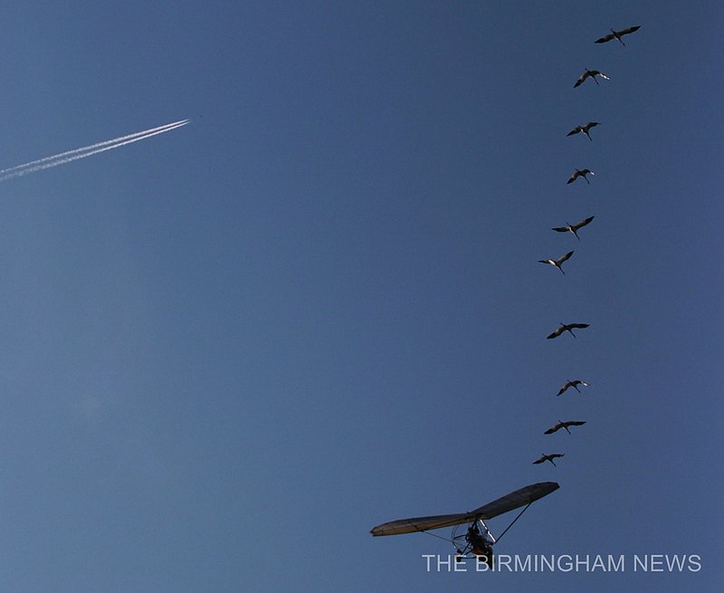 WHOOPING CRANES    63.jpg :: About 25 people gathered at the Parrish Church of the Nazarene to watch as lead pilot Joe Duff in his ultralight aircraft made a fly over with 10 juvenile Whooping Cranes following as part of Operation Migration on their journey from Wisconsin to their wintering habitats at Chassahowitzka and St. Marks National Wildlife Refuges along Florida's Gulf Coast. This is the 10th group of birds to take part in a landmark project led by the Whooping Crane Eastern Partnership, an international coalition of public and private groups that is reintroducing this highly imperiled species in eastern North America.  There are now about 106 whooping cranes in the wild in eastern North America thanks to their efforts. (The Birmingham News, Hal Yeager)