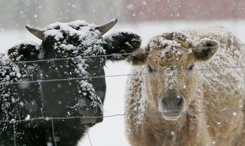 WINTER WEATHER ALHY101    179     .jpg :: as snow fell on north Alabama Tuesday Feb. 11,  2014 in Fort Payne Ala.  ( Photo/Hal Yeager)