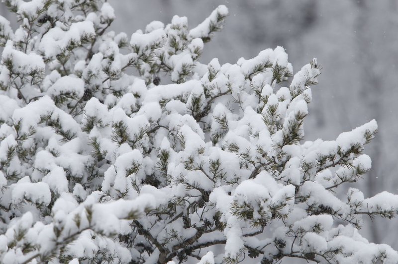 WINTER WEATHER ALHY101    575     .jpg :: as snow fell on north Alabama Tuesday Feb. 11,  2014 in Fort Payne Ala.  ( Photo/Hal Yeager)