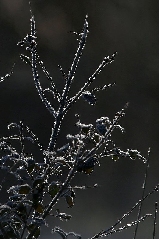 WINTER WEATHER ALHY102                    .jpg :: Ice covers vegetation with temperatures well below the freezing mark winter has an icy grip on the deep south Thursday January 30, 2014 in Leeds, Ala. Officials are hoping for some of the ice to melt as much warmer temperatures are expected today. (AP Photo/Hal Yeager)