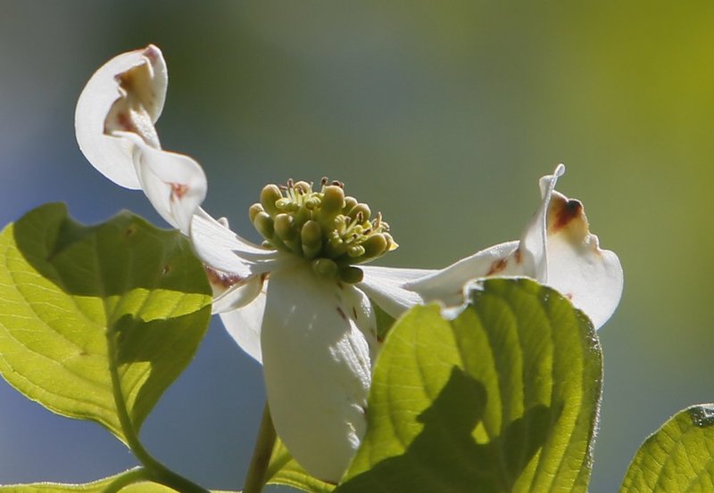 dogwood 2.jpg :: competes in the  of the NCAA college gymnastics Tuscaloosa Regional meet at Coleman Coliseum Saturday April, 6, 2013 in Tuscaloosa, Ala. (AP Photo/Hal Yeager)