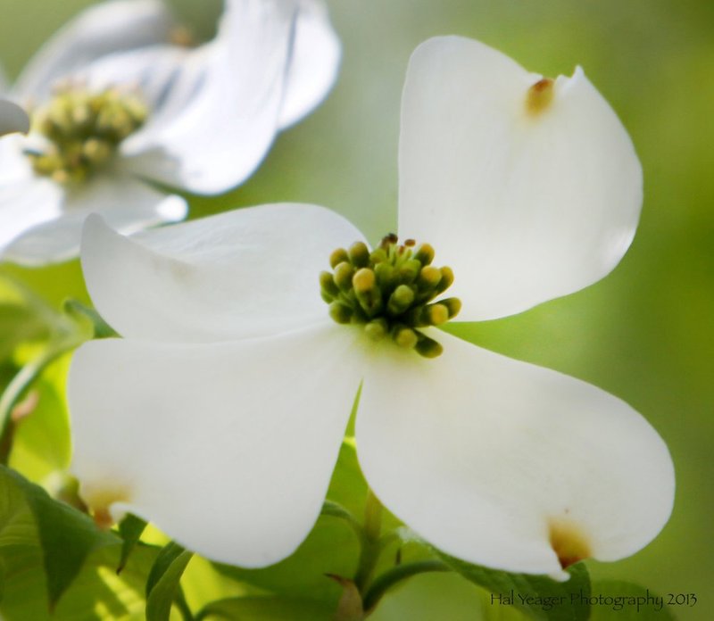 dogwood1.jpg