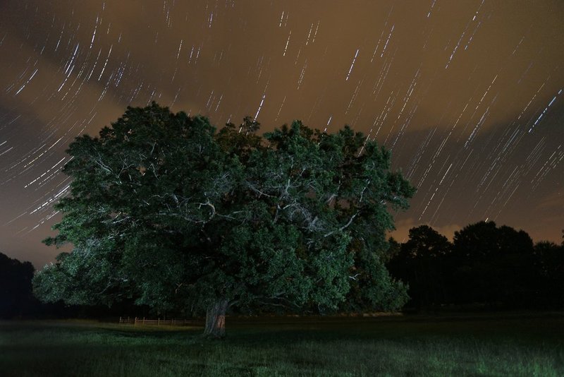 tree wo lights copy.jpg