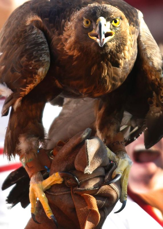 Alabama vs Auburn    840.jpg