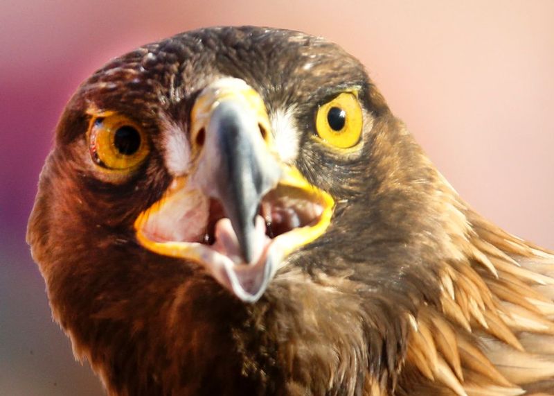 Alabama vs Auburn    877.jpg