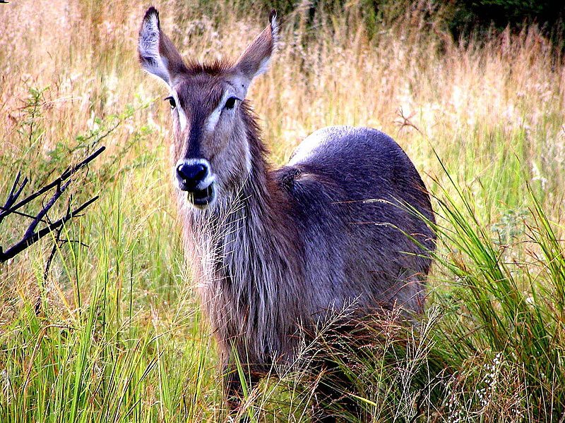 Antelope.jpg :: To purchase a fine art print of this photograph go to michael-durst.artistwebsites.com  To view comments, click on \