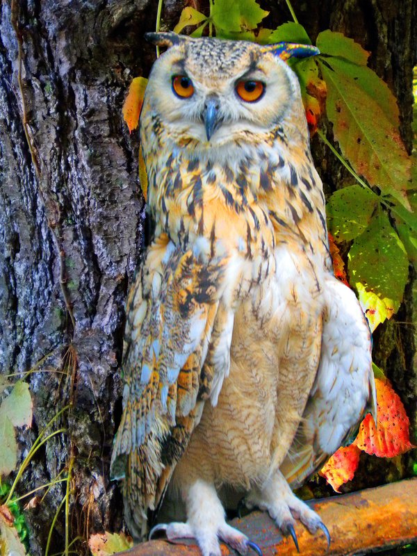 Autumn Splendor.jpg ::          To purchase a fine art print of this digital image go to michael-durst.artistwebsites.com  To view comments, click on \