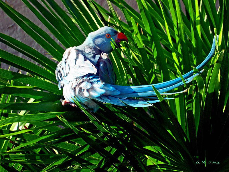 Bird in a Bush.jpg :: To purchase a fine art print of this digital image go to michael-durst.artistwebsites.com  To view comments, click on \