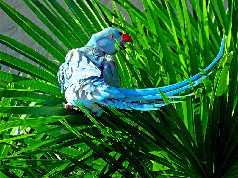 Bird in the Bush.jpg :: To purchase a fine art print on canvas or archieval paper of this photograph, email DurstArt@aol.com To view comments, click on \