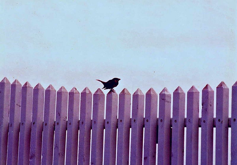 Bird on the Fence.jpg :: To purchase a fine art print of this photograph go to michael-durst.artistwebsites.com  To view comments, click on \
