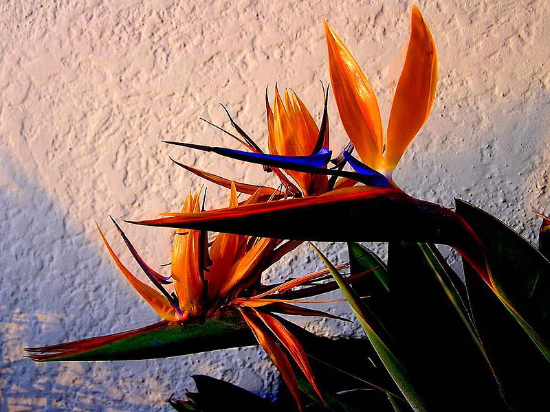 Birds of a Feather Together.jpg :: To purchase a fine art print of this digital image go to michael-durst.artistwebsites.com  To view comments, click on \