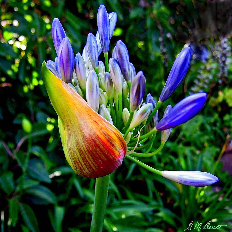 Breaking Out.jpg :: To purchase a fine art print of this image email DurstArt@aol.com  To view comments, click on \