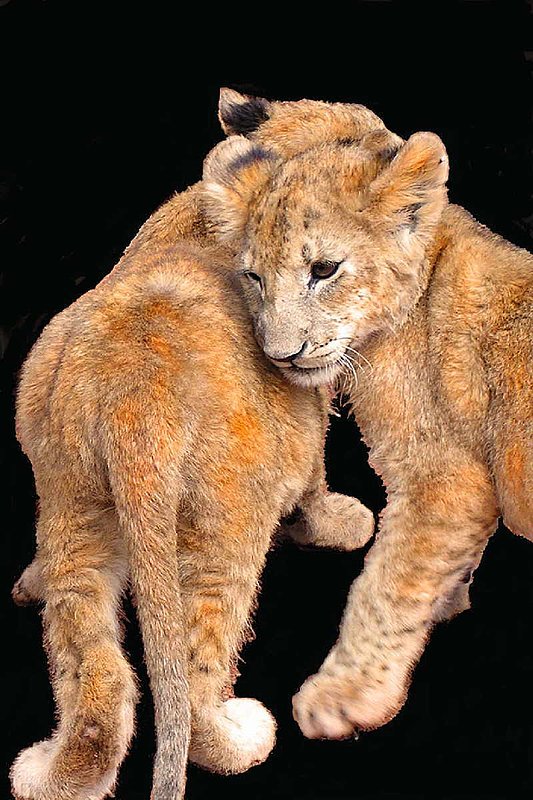 Brotherly Love.jpg :: This is a great photo of lion cubs loving each other!  They almost come out of the photo to delight you. To purchase a fine art print of this photograph go to michael-durst.artistwebsites.com  To view comments, click on \