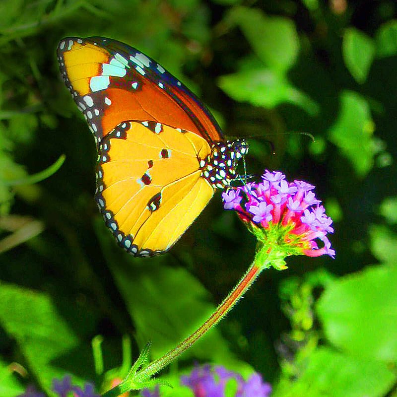 Butterfly Beauty.jpg