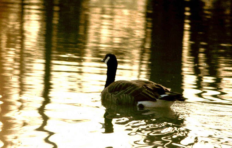 Canadian Goose.jpg :: To purchase a fine art print of this photograph go to michael-durst.artistwebsites.com  To view comments, click on \