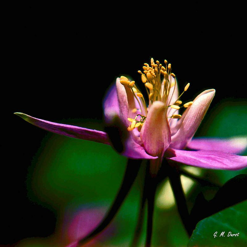 Colorado Columbine.jpg :: To purchase a fine art print of this image go to michael-durst.artistwebsites.com  To view comments, click on \