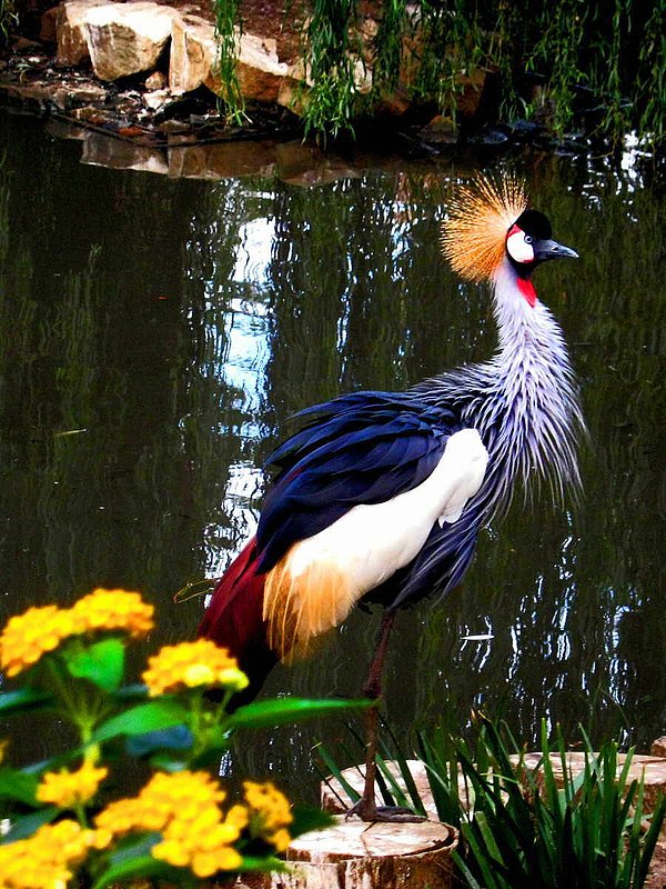 Crested Crane Majesty.jpg :: To purchase a fine art print of this painting go to michael-durst.artistwebsites.com  To view comments, click on \
