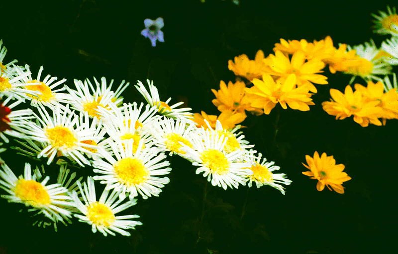 DAISY DREAMS.jpg :: To purchase a fine art print of this painting go to michael-durst.artistwebsites.com  To view comments, click on \