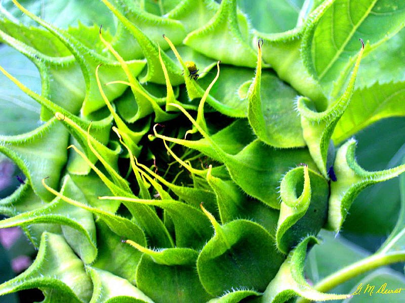 Exquisite Symetry.jpg :: To acquire a fine art print of this photo, press Contact above. 
