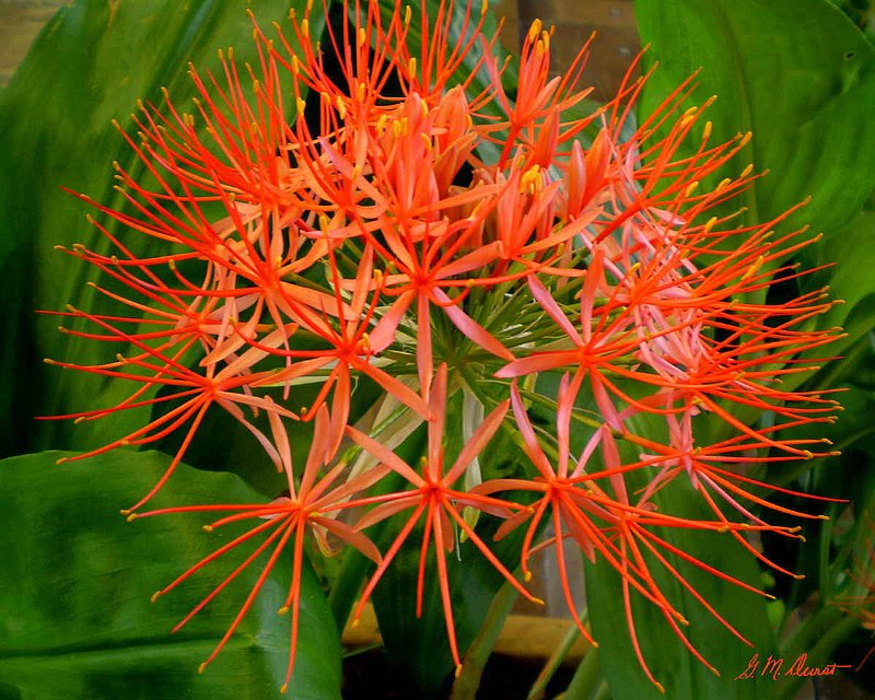 Floral Cracker.jpg :: This is a photo taken at Kirstenbosch Gardens in Cape Town of Scadoxu Multiflorus, commonly known as Fireball. To purchase a fine art print of this digital image go to michael-durst.artistwebsites.com  To view comments, click on \